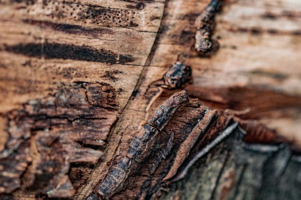 Top conseils pour préserver votre bois des nuisibles